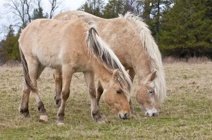 Framed Print : Fjord Horses Framed Print : Fjord Horses