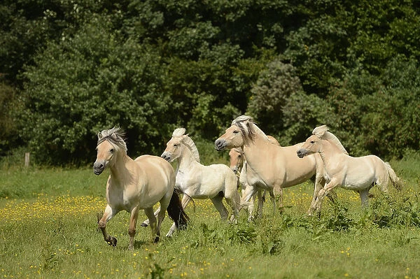 Fjord horses, Bergisch Gladbach-Refrath, North Rhine-Westphalia, Germany, Europe