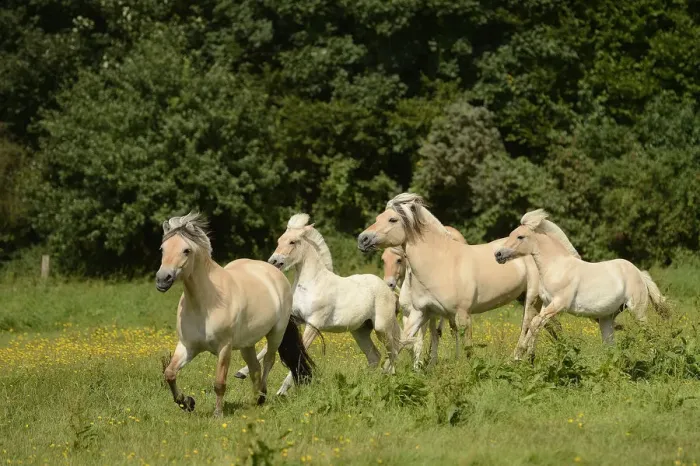 Framed Print : Fjord horses, Bergisch Gladbach-Refrath, North Rhine-Westphalia, Germany, Europe Framed Print : Fjord horses, Bergisch Gladbach-Refrath, North Rhine-Westphalia, Germany, Europe