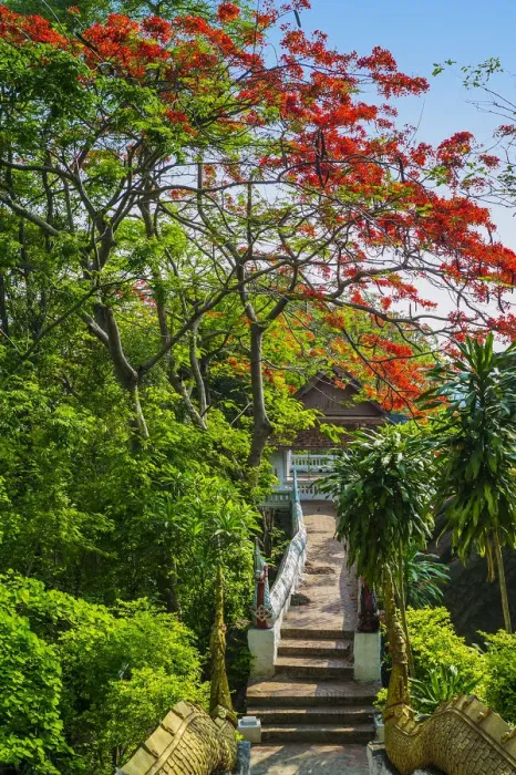 Framed Print : Flamboyant in Phu Si hill in Luang Prabang