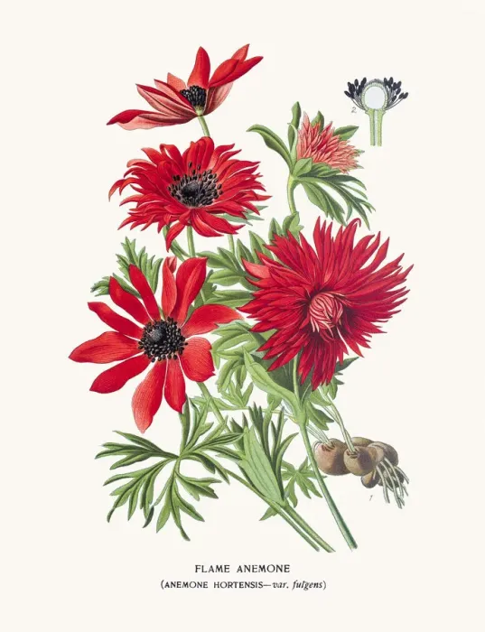 Framed Print : Flame anemone Framed Print : Flame anemone