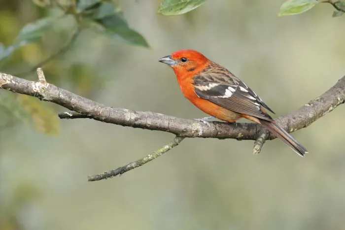 Framed Print : Flame-colored Tanager (Piranga bidentata) Framed Print : Flame-colored Tanager (Piranga bidentata)