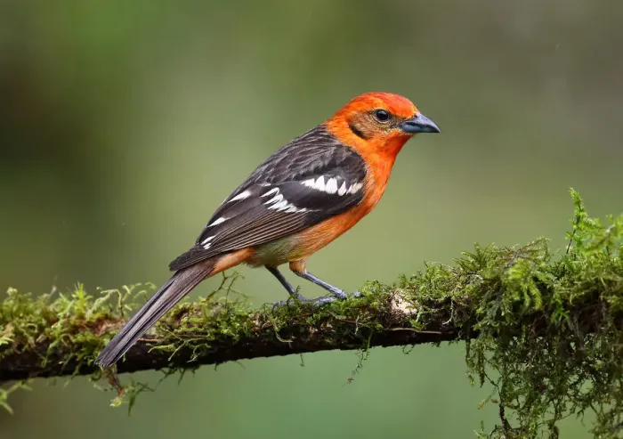 Framed Print : Flame-colored Tanager (Piranga bidentata) male, Costa Rica Framed Print : Flame-colored Tanager (Piranga bidentata) male, Costa Rica