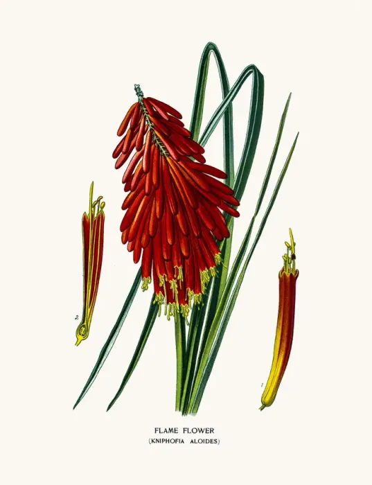 Framed Print : Flame flower Framed Print : Flame flower