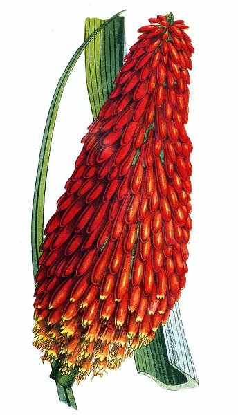 Flame flower (Kniphofia aloides)