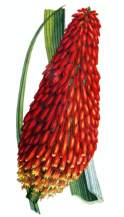 Framed Print : Flame flower (Kniphofia aloides) Framed Print : Flame flower (Kniphofia aloides)
