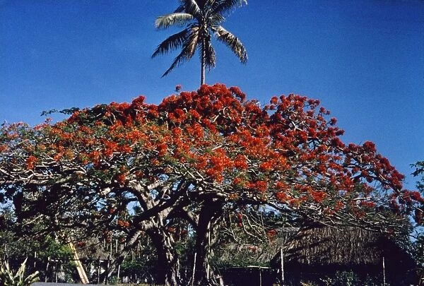 Flame Tree On Fiji