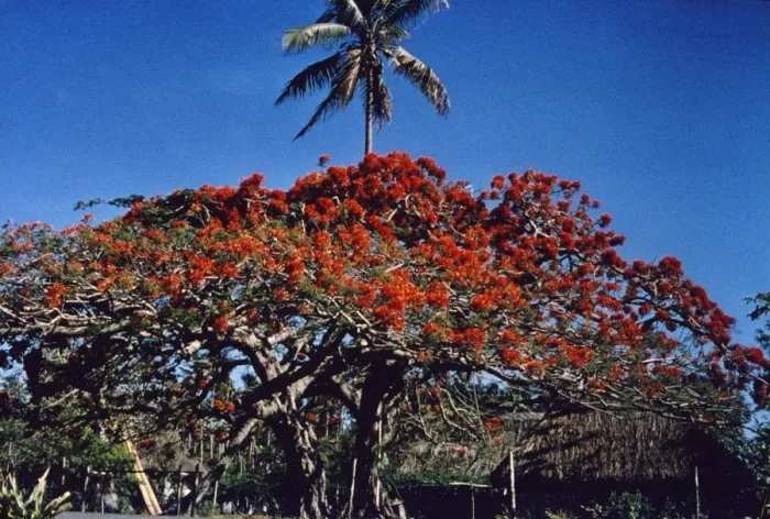 Framed Print : Flame Tree On Fiji Framed Print : Flame Tree On Fiji