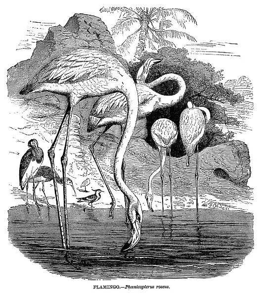 Flamingo - Scanned 1885 Engraving