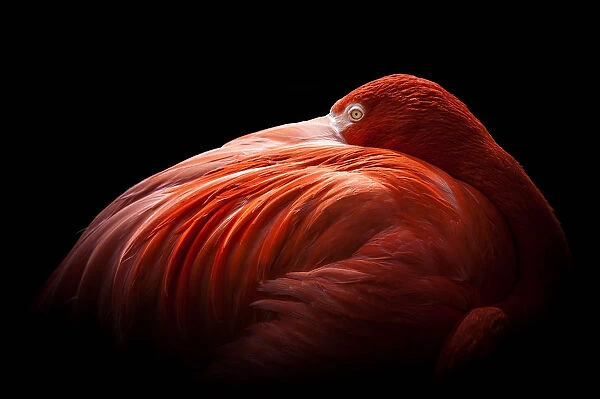 Flamingo Wading Bird, 170083779