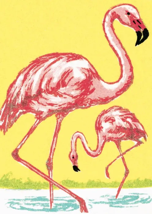 Framed Print : Flamingo. http: /  / csaimages.com / images / istockprofile / csa_vector_dsp.jpg