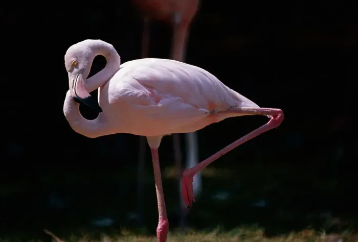Framed Print : Flamingo. (Original Caption). A flamingo in Hamilton's aquarium captures elegance Framed Print : Flamingo. (Original Caption). A flamingo in Hamilton's aquarium captures elegance