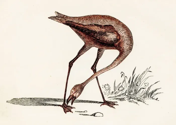 Framed Print : Flamingo bird engraving 1851 Framed Print : Flamingo bird engraving 1851