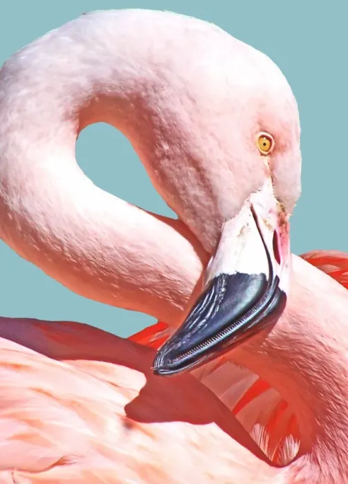 Framed Print : Flamingo Figure 8 Framed Print : Flamingo Figure 8