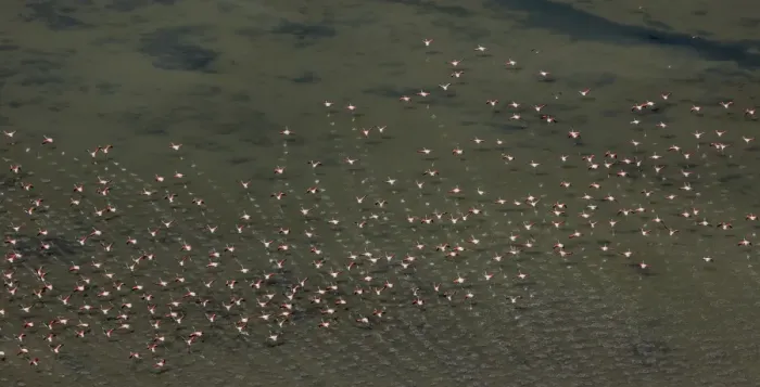 Framed Print : Flamingo flock, Pink Flamingos -Phoenicopterus roseus-, above the low water, Saintes-Maries-de-la-Mer, Camargue, Provence-Alpes-Cote dAzur, France Framed Print : Flamingo flock, Pink Flamingos -Phoenicopterus roseus-, above the low water, Saintes-Maries-de-la-Mer, Camargue, Provence-Alpes-Cote dAzur, France