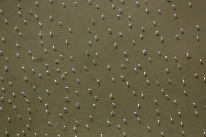 Framed Print : Flamingo flock, Pink Flamingos -Phoenicopterus roseus-, above the low water, Saintes-Maries-de-la-Mer, Camargue, Provence-Alpes-Cote dAzur, France Framed Print : Flamingo flock, Pink Flamingos -Phoenicopterus roseus-, above the low water, Saintes-Maries-de-la-Mer, Camargue, Provence-Alpes-Cote dAzur, France