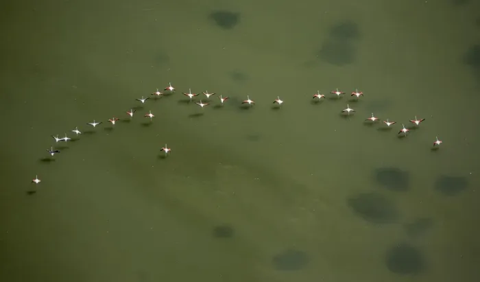 Framed Print : Flamingo flock, Pink Flamingos -Phoenicopterus roseus-, above the low water, Saintes-Maries-de-la-Mer, Camargue, Provence-Alpes-Cote dAzur, France