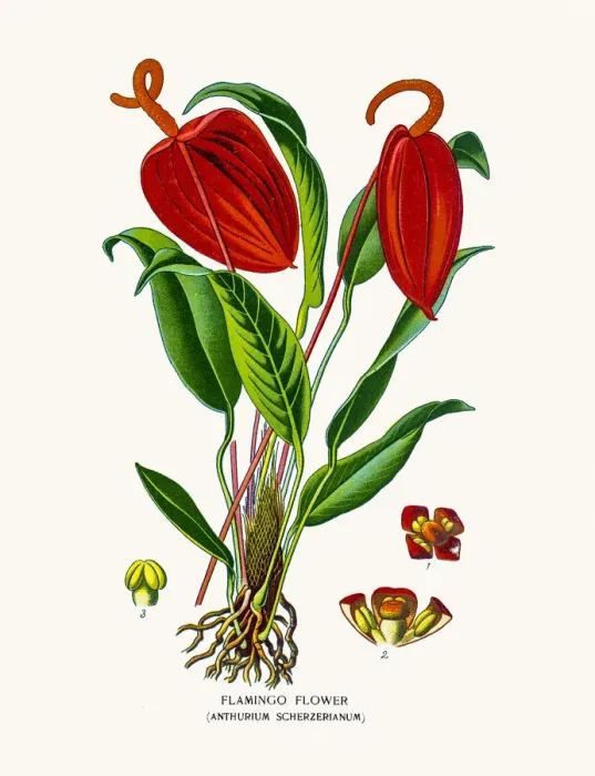 Framed Print : Flamingo flower, Anthurium Framed Print : Flamingo flower, Anthurium