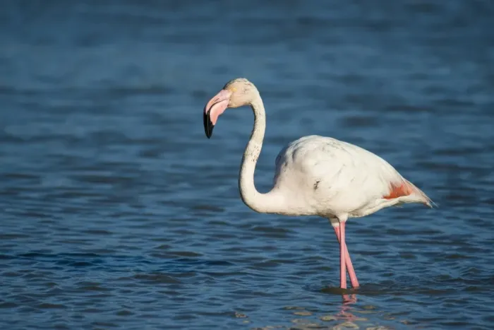 Framed Print : Flamingo -Phoenicopteridae-, standing in water, Camargue, Southern France, France Framed Print : Flamingo -Phoenicopteridae-, standing in water, Camargue, Southern France, France