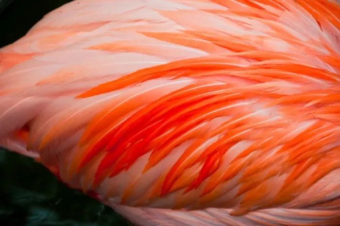 Framed Print : Flamingo Pink Framed Print : Flamingo Pink