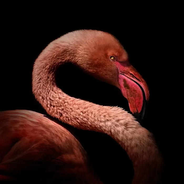 Framed Print : Flamingo portrait Framed Print : Flamingo portrait