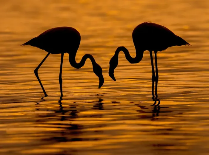 Framed Print : Flamingo Wading Bird Framed Print : Flamingo Wading Bird