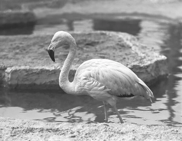 Flamingo wading in water, (B&W)