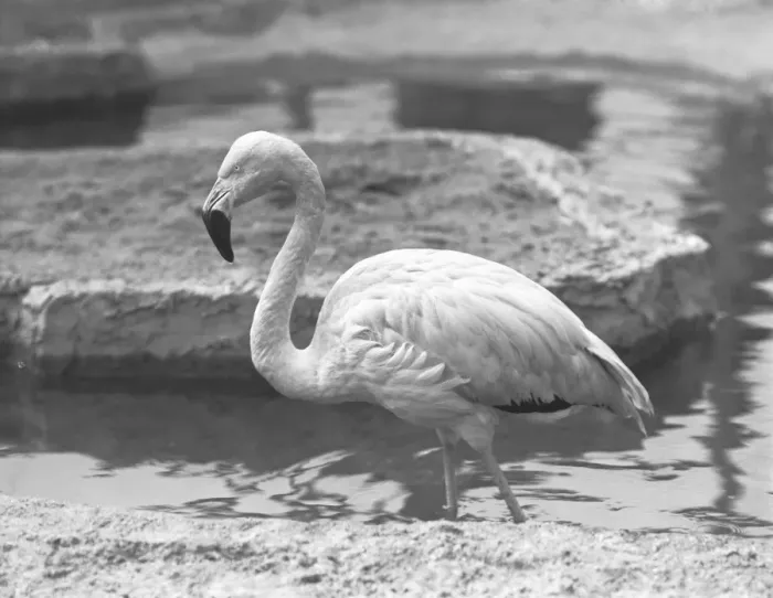 Framed Print : Flamingo wading in water, (B&W) Framed Print : Flamingo wading in water, (B&W)