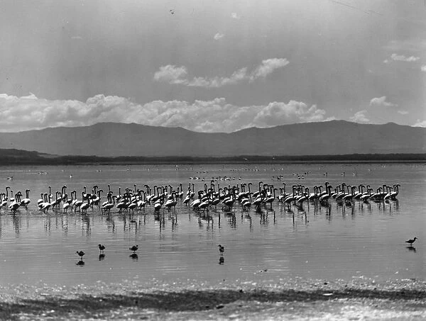 Flamingos. A flock of flamingos at Lake Nakuru, Kenya
