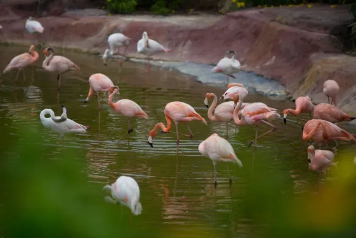 Framed Print : Flamingos Framed Print : Flamingos