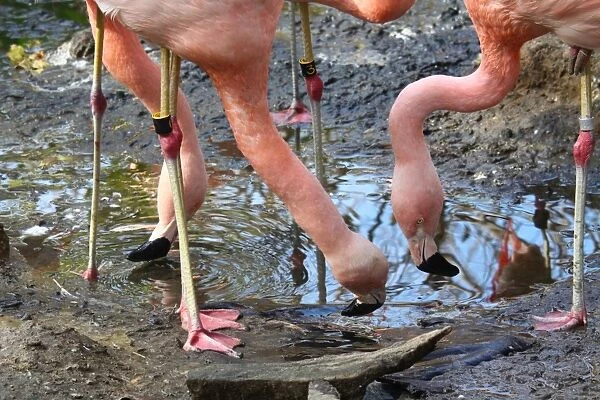 Flamingos Drinking Water From puddle (Phoenicopterus chilensis)
