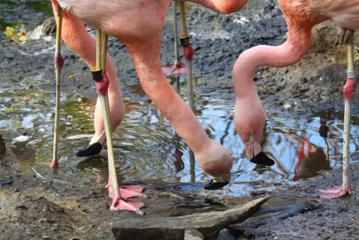 Framed Print : Flamingos Drinking Water From puddle (Phoenicopterus chilensis) Framed Print : Flamingos Drinking Water From puddle (Phoenicopterus chilensis)