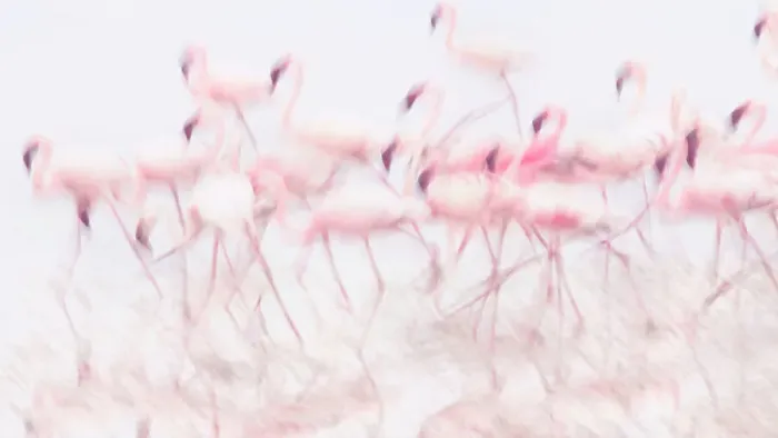 Framed Print : Flamingos Feeding in High Key Framed Print : Flamingos Feeding in High Key