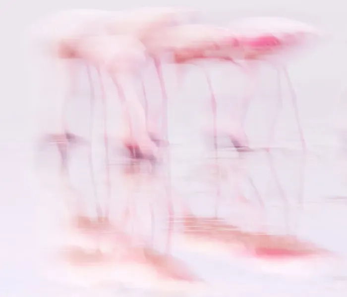 Framed Print : Flamingos Feeding in High Key