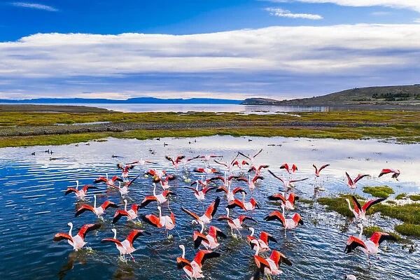 Flamingos flying over the lake at sunrise. Argentina, Lago Argentino