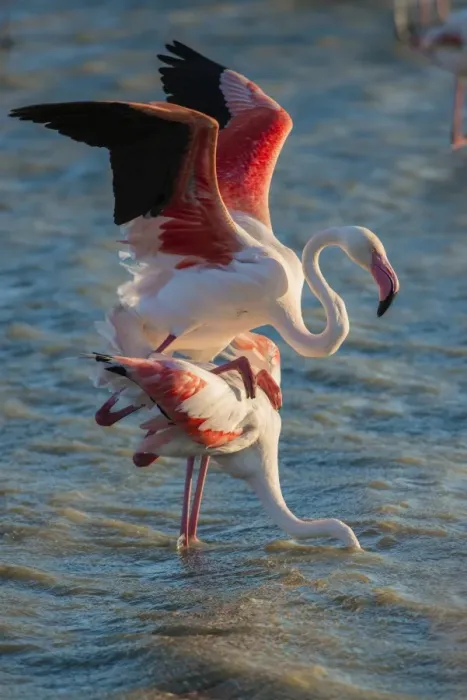 Framed Print : Flamingos -Phoenicopteridae-, mating, Camargue, Southern France, France Framed Print : Flamingos -Phoenicopteridae-, mating, Camargue, Southern France, France