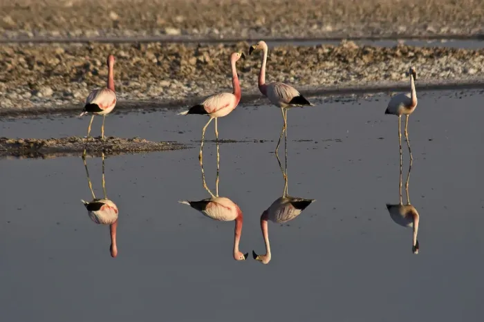 Framed Print : Flamingos (Phoenicopteridae), San Pedro de Atacama, Atacama Desert, Chile, South America Framed Print : Flamingos (Phoenicopteridae), San Pedro de Atacama, Atacama Desert, Chile, South America