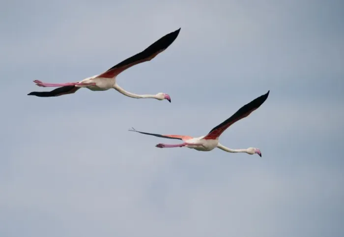 Framed Print : Two Flamingos (Phoenicopterus ruber) in flight, Tanzania, Africa Framed Print : Two Flamingos (Phoenicopterus ruber) in flight, Tanzania, Africa