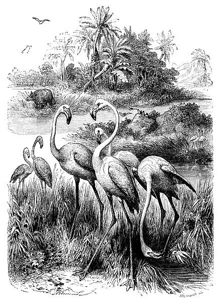 Flamingos (Victorian engraving)
