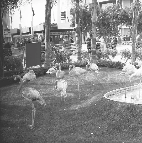 Flamingos in zoo, (B&W)