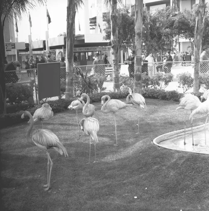 Framed Print : Flamingos in zoo, (B&W) Framed Print : Flamingos in zoo, (B&W)