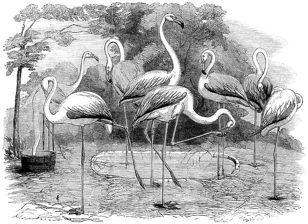 Flamingos in the Zoological Societys Gardens, Illustrated London News