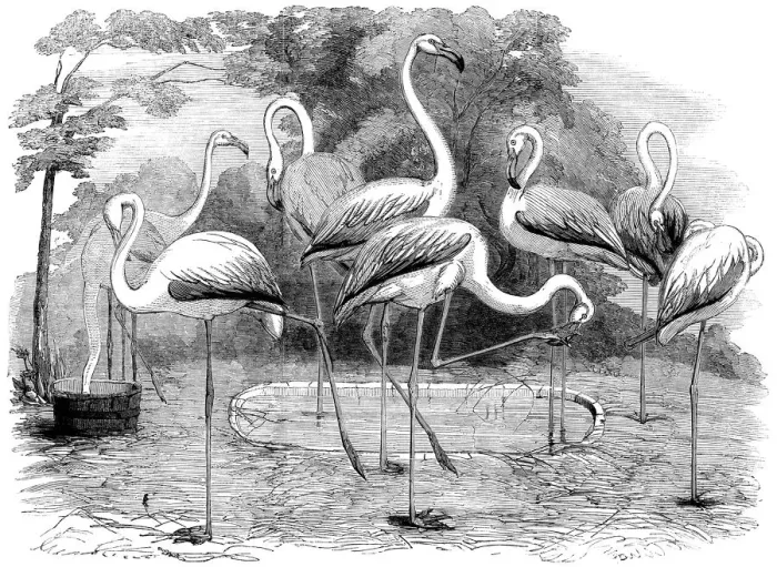 Framed Print : Flamingos in the Zoological Societys Gardens, Illustrated London News Framed Print : Flamingos in the Zoological Societys Gardens, Illustrated London News