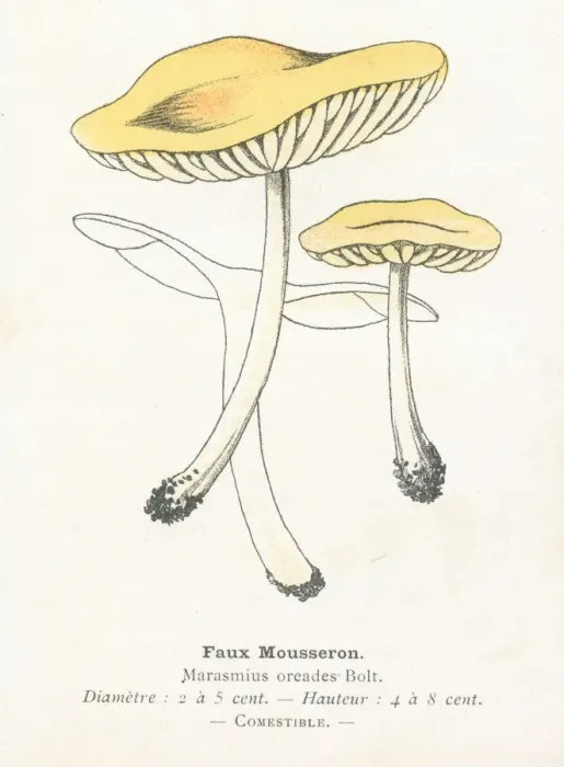 Framed Print : Flase mousseron mushroom engraving 1895 Framed Print : Flase mousseron mushroom engraving 1895
