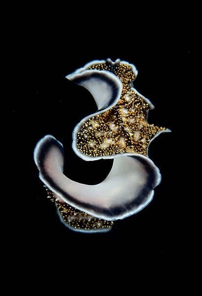 Three. Flat worm underwater in close up against black background