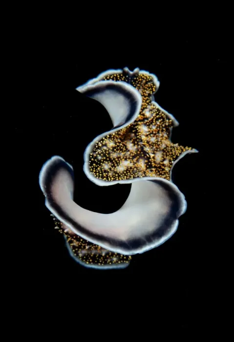 Framed Print : Three. Flat worm underwater in close up against black background Framed Print : Three. Flat worm underwater in close up against black background