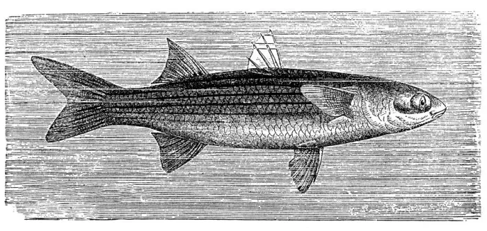 Framed Print : Flathead mullet (Mugil cephalus) Framed Print : Flathead mullet (Mugil cephalus)