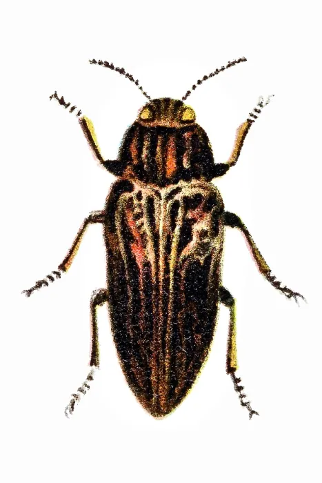 Framed Print : Flatheaded pine borer, Chalcophora mariana