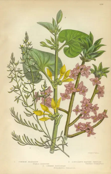 Framed Print : Flax, Daphne, Mezereon, Toadflax, Birthwort, Aristolochia, Clematitis, Victorian Botanical Illustration Framed Print : Flax, Daphne, Mezereon, Toadflax, Birthwort, Aristolochia, Clematitis, Victorian Botanical Illustration