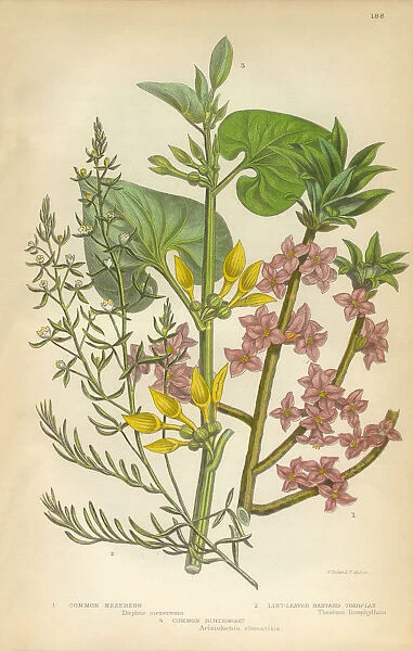 Flax, Daphne, Mezereon, Toadflax, Birthwort, Aristolochia, Clematitis, Victorian Botanical Illustration